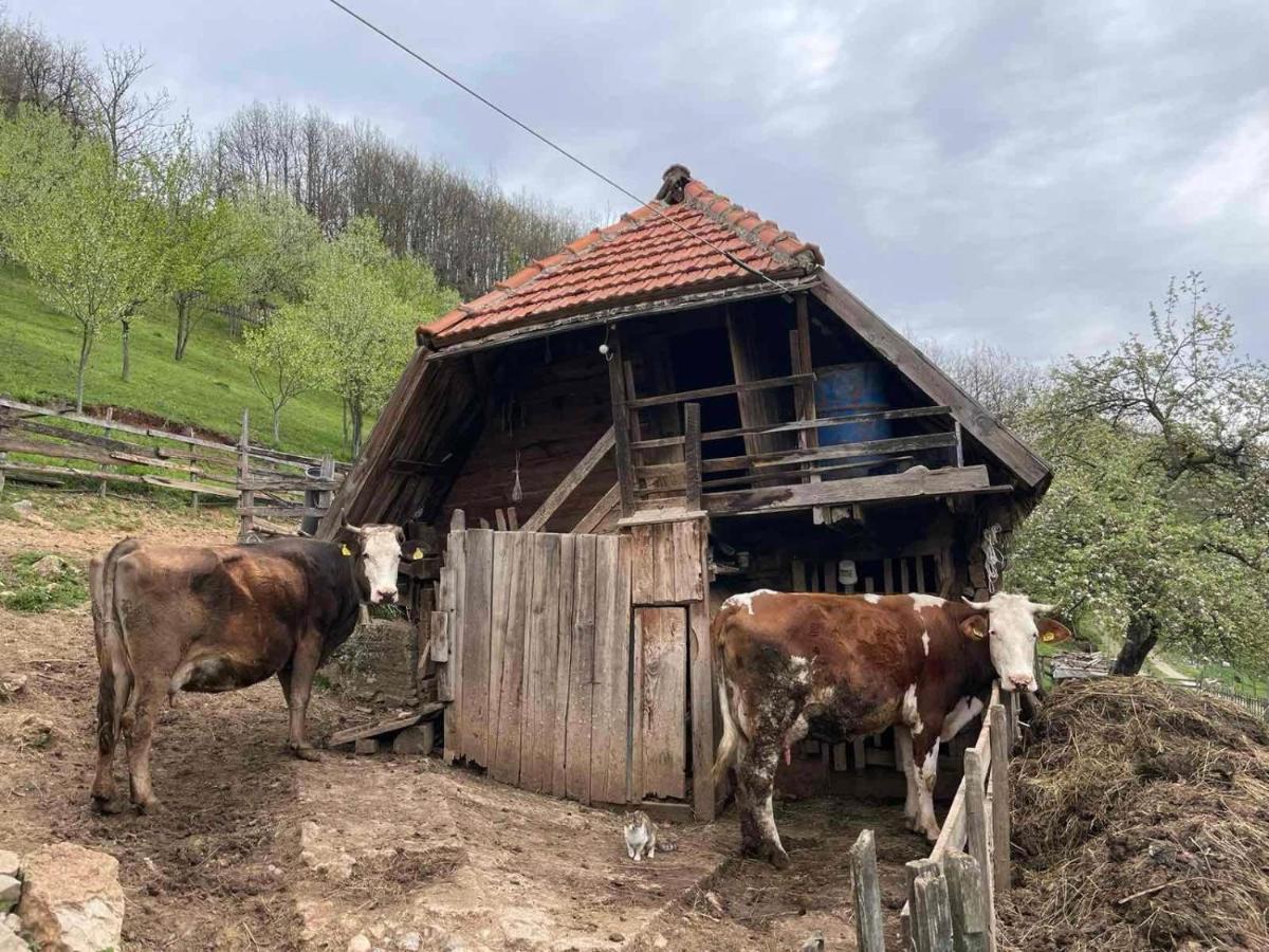 מלון פלייבליה Family Owned Self Sufficient Eco Farm Tara מראה חיצוני תמונה