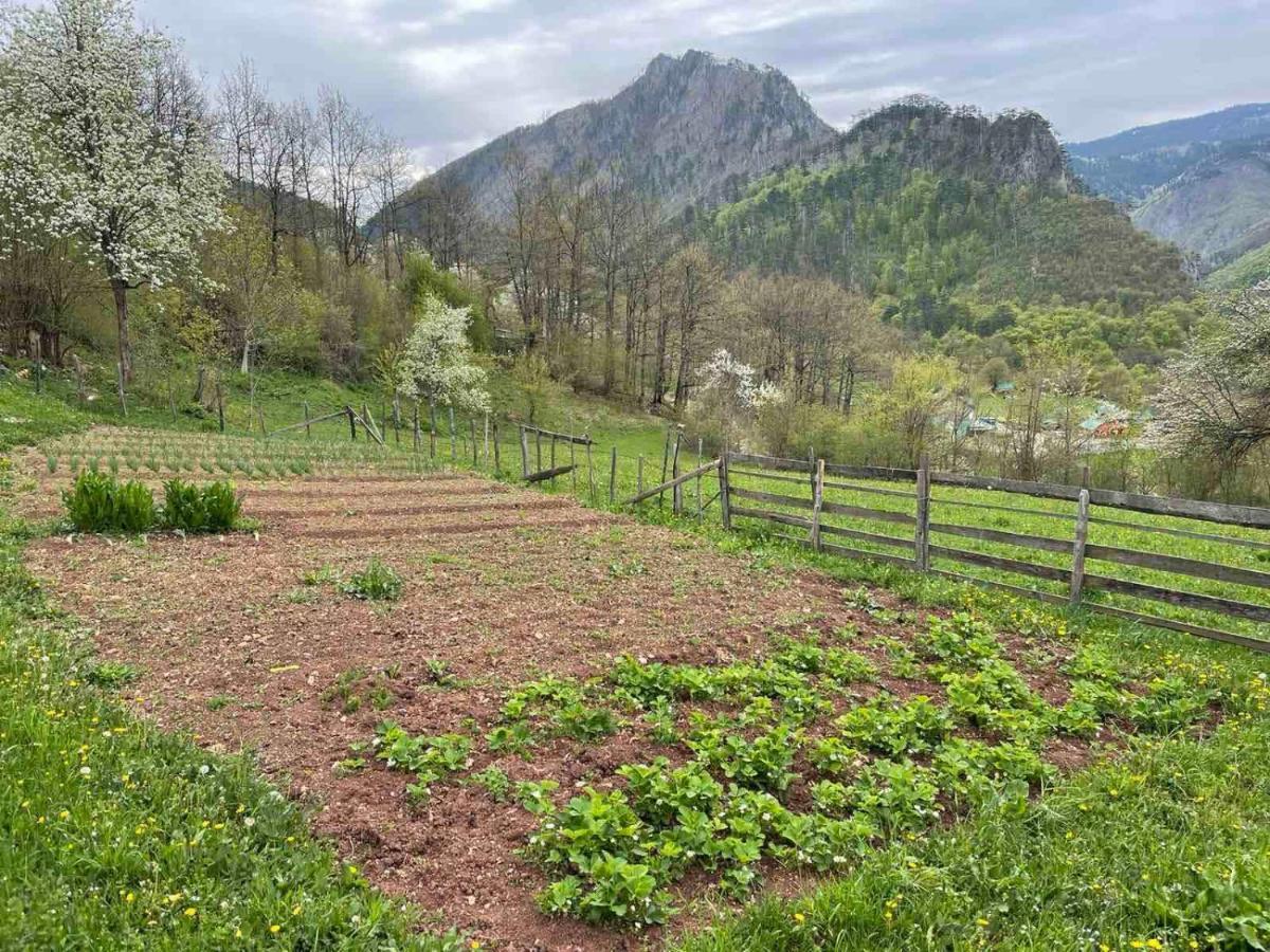 מלון פלייבליה Family Owned Self Sufficient Eco Farm Tara מראה חיצוני תמונה