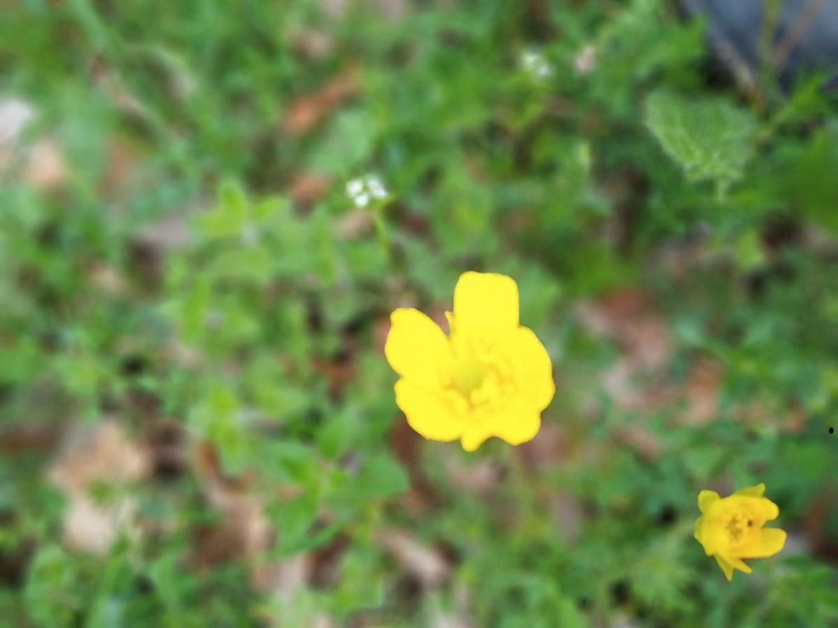 מלון פלייבליה Family Owned Self Sufficient Eco Farm Tara מראה חיצוני תמונה