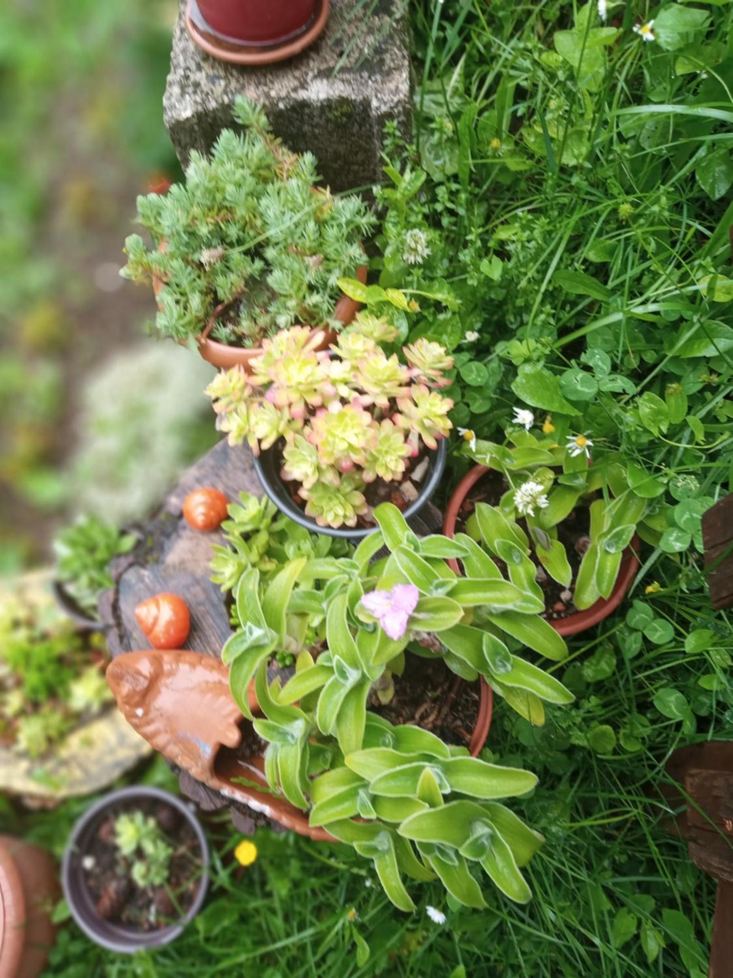 מלון פלייבליה Family Owned Self Sufficient Eco Farm Tara מראה חיצוני תמונה