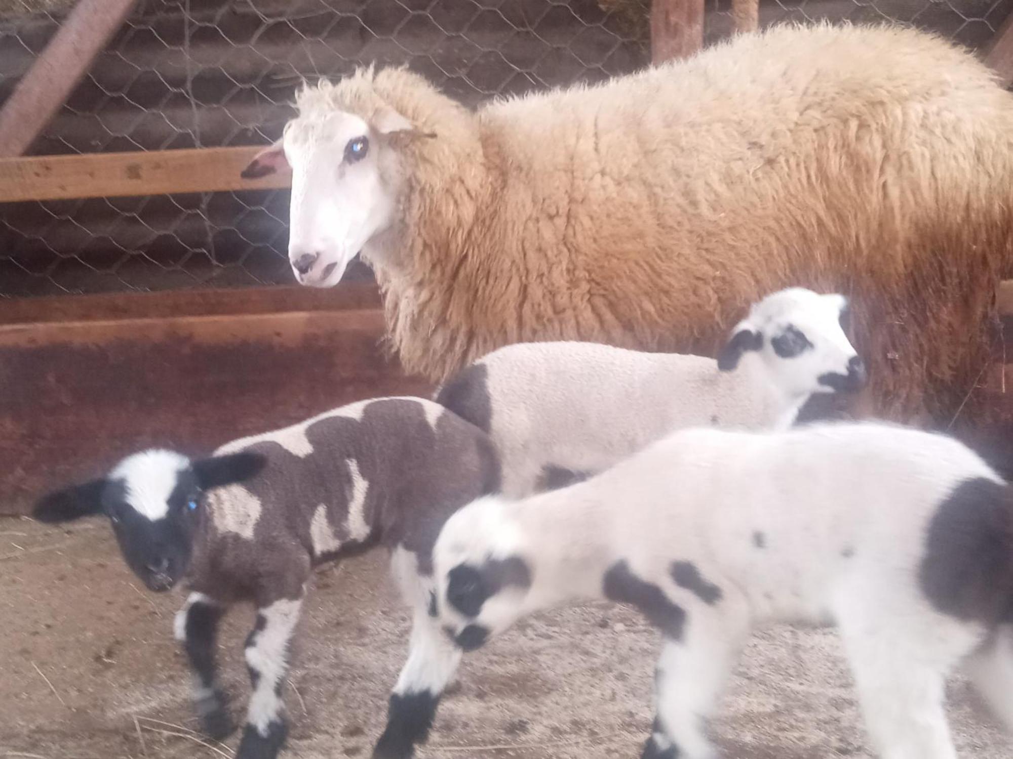 מלון פלייבליה Family Owned Self Sufficient Eco Farm Tara מראה חיצוני תמונה